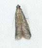 Ephestia woodiella